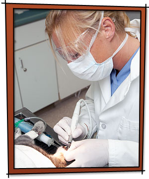 norwich pet dental care