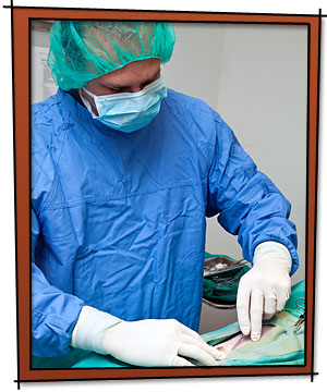 AAHA Accredited Surgical Services for Your Cat or Dog