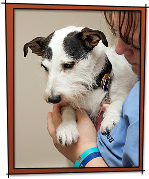 All Friends Animal Hospital Microchip Lost Pet ID by HomeAgain